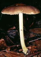 Image of Pluteus romellii (Britzelm.) Sacc. 1895