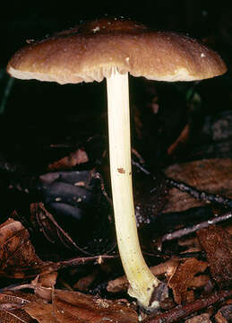 Image of Pluteus romellii (Britzelm.) Sacc. 1895