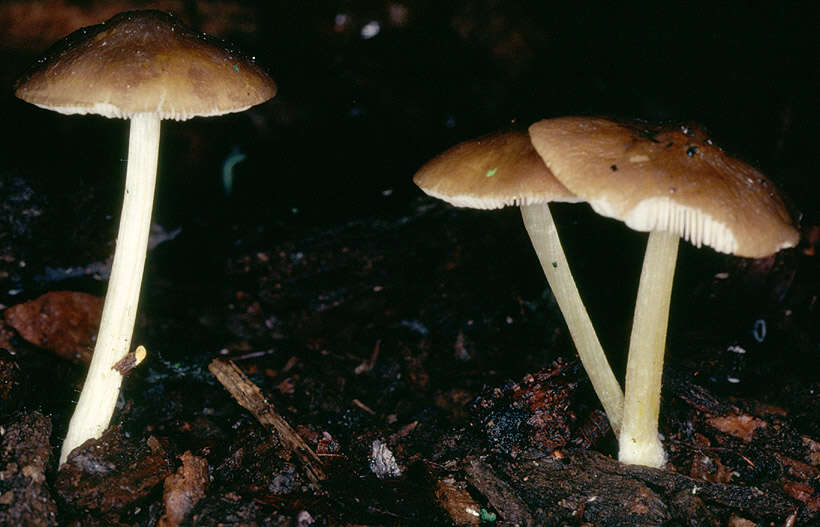 Image of Pluteus romellii (Britzelm.) Sacc. 1895