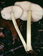 Image of Pluteus romellii (Britzelm.) Sacc. 1895