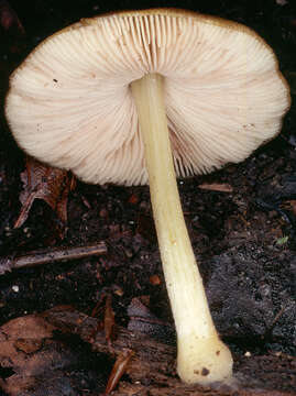 Image of Pluteus romellii (Britzelm.) Sacc. 1895