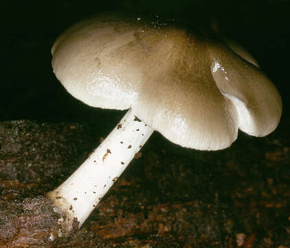 Pluteus salicinus (Pers.) P. Kumm. 1871 resmi