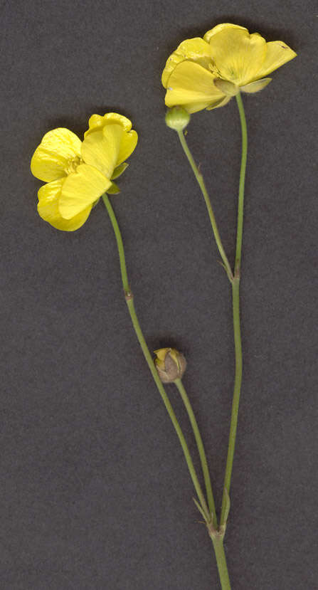 Image of common buttercup