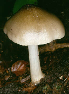 Pluteus salicinus (Pers.) P. Kumm. 1871 resmi