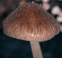 Image of Pluteus podospileus Sacc. & Cub. 1887