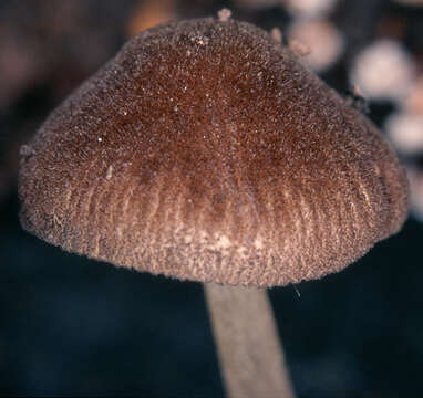 Image of Pluteus podospileus Sacc. & Cub. 1887