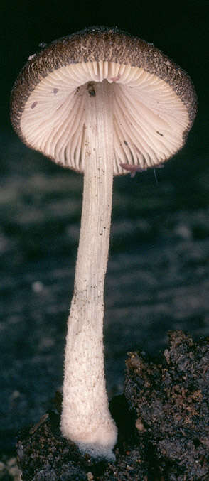 Image of Pluteus podospileus Sacc. & Cub. 1887