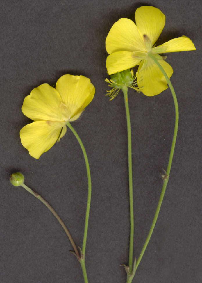 Image of common buttercup