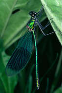 Image of Banded Agrion