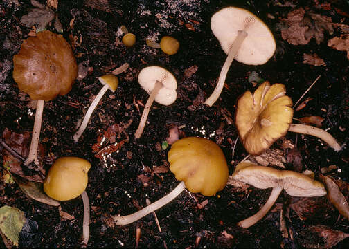 Image of Pluteus chrysophaeus (Schaeff.) Quél. 1872