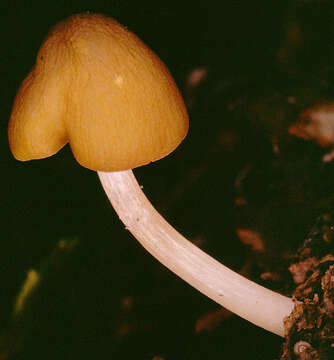 Image of Pluteus chrysophaeus (Schaeff.) Quél. 1872