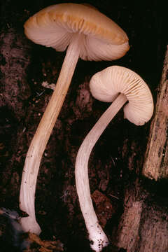 Image of Pluteus chrysophaeus (Schaeff.) Quél. 1872