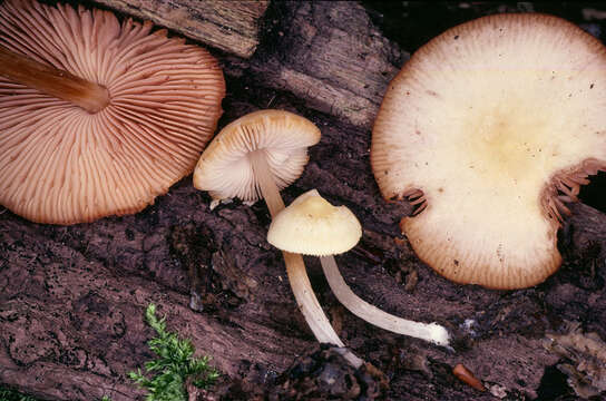 Image of Pluteus chrysophaeus (Schaeff.) Quél. 1872