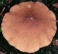 Image of Wrinkled Shield