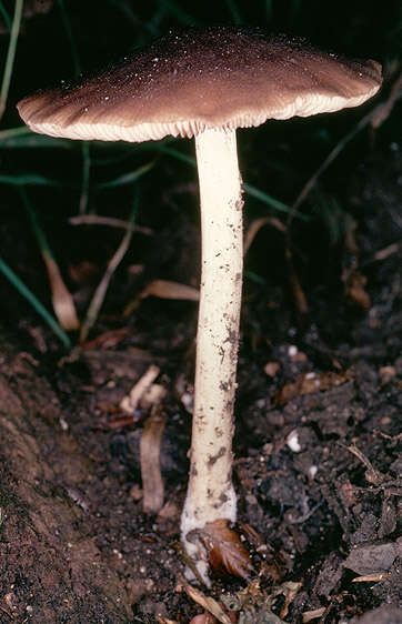 Imagem de Pluteus phlebophorus (Ditmar) P. Kumm. 1871