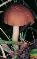 Imagem de Pluteus phlebophorus (Ditmar) P. Kumm. 1871