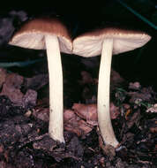 Imagem de Pluteus phlebophorus (Ditmar) P. Kumm. 1871