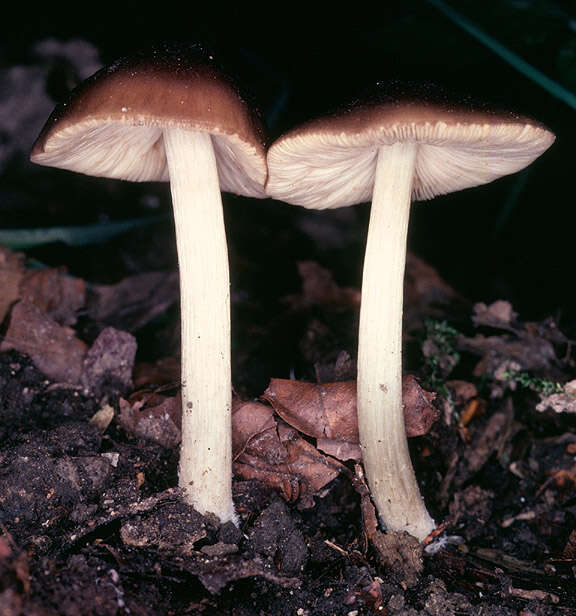 Image of Wrinkled Shield