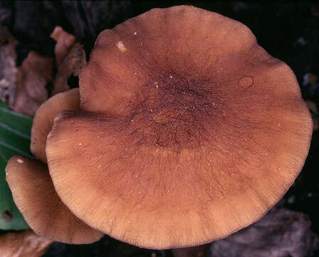 Image of Wrinkled Shield