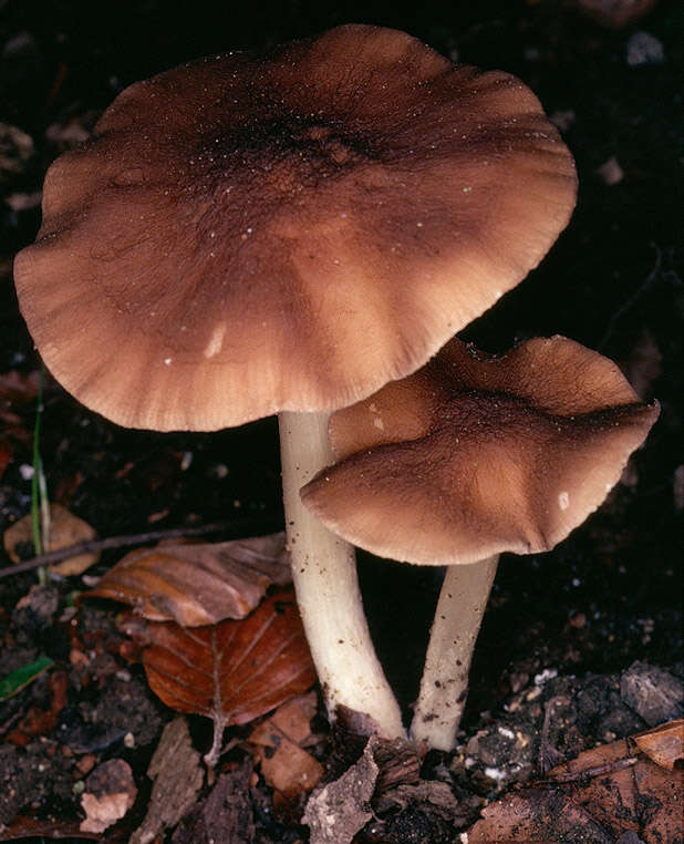 Imagem de Pluteus phlebophorus (Ditmar) P. Kumm. 1871