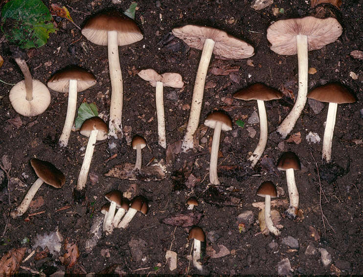 Imagem de Pluteus phlebophorus (Ditmar) P. Kumm. 1871