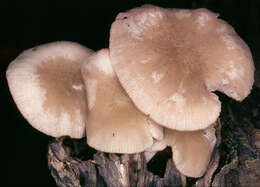 Image of Pluteus plautus (Weinm.) Gillet 1876