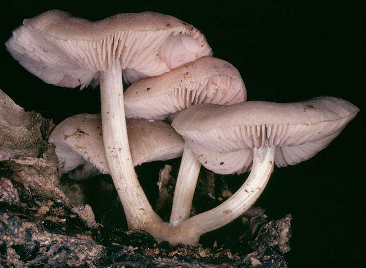 Image of Pluteus plautus (Weinm.) Gillet 1876