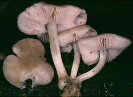 Image of Pluteus plautus (Weinm.) Gillet 1876