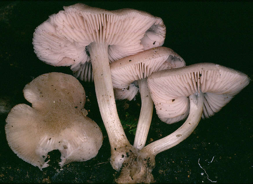 Image of Pluteus plautus (Weinm.) Gillet 1876