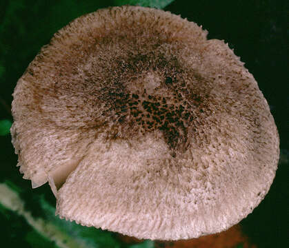 Image of Pluteus hispidulus (Fr.) Gillet 1876