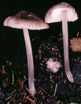 Imagem de Pluteus hispidulus (Fr.) Gillet 1876