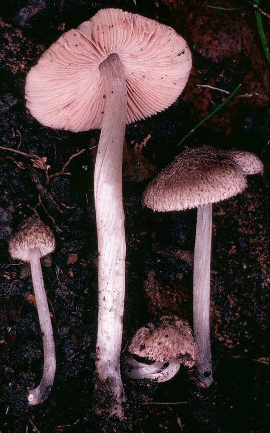 Imagem de Pluteus hispidulus (Fr.) Gillet 1876