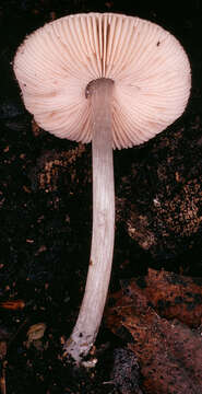 Image of Pluteus hispidulus (Fr.) Gillet 1876