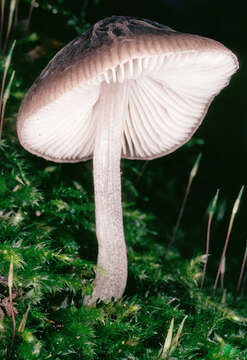 Image of Pluteus thomsonii (Berk. & Broome) Dennis 1948