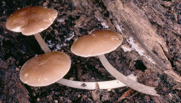 Image of Pluteus griseoluridus P. D. Orton 1984