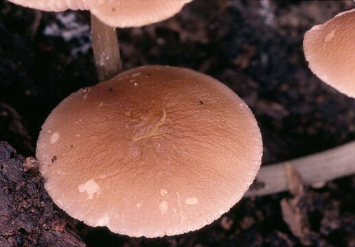 Image of Pluteus griseoluridus P. D. Orton 1984