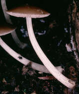 Image of Pluteus griseoluridus P. D. Orton 1984
