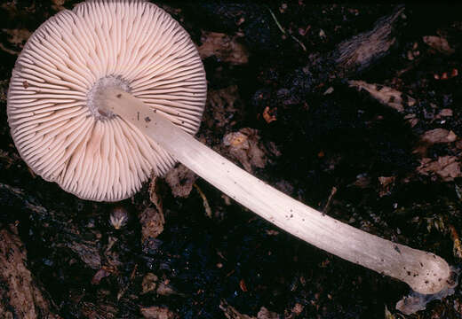 Image of Pluteus griseoluridus P. D. Orton 1984