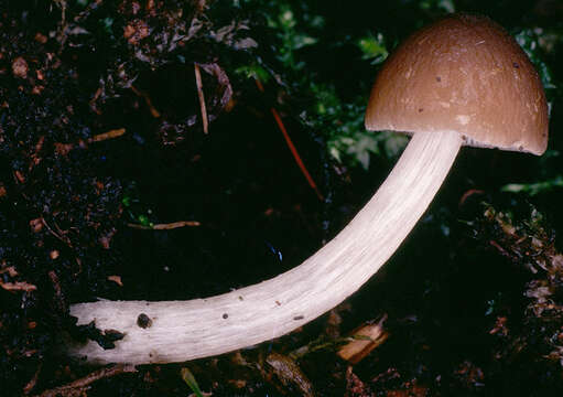 Image of Pluteus griseoluridus P. D. Orton 1984