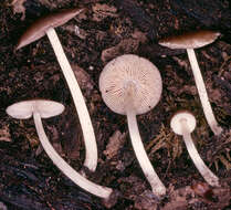 Image of Pluteus griseoluridus P. D. Orton 1984