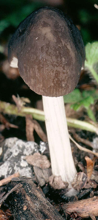 Image of Pluteus