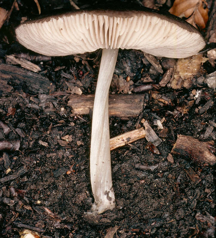 Image of Pluteus