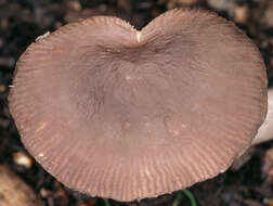 Image of Pluteus