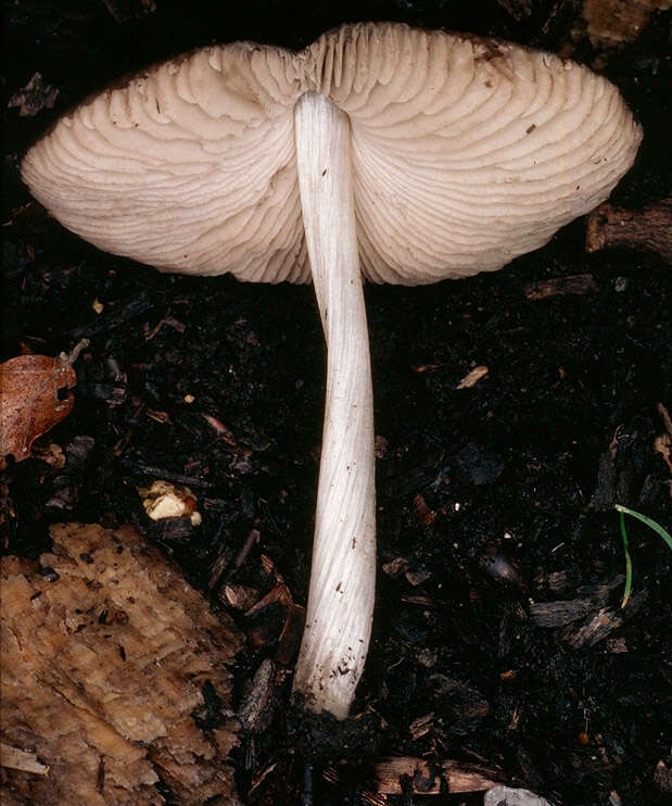 Image of Pluteus