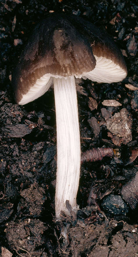 Image of Pluteus