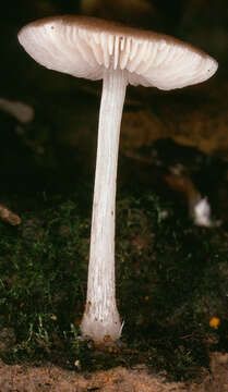 Image of Pluteus griseoluridus P. D. Orton 1984