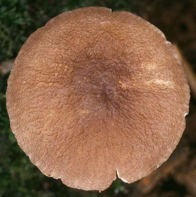 Image of Pluteus griseoluridus P. D. Orton 1984