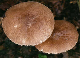 Image of Pluteus griseoluridus P. D. Orton 1984