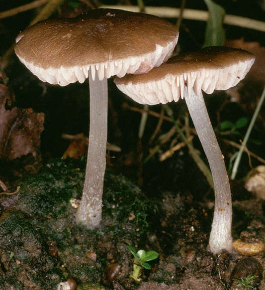 Image of Pluteus griseoluridus P. D. Orton 1984