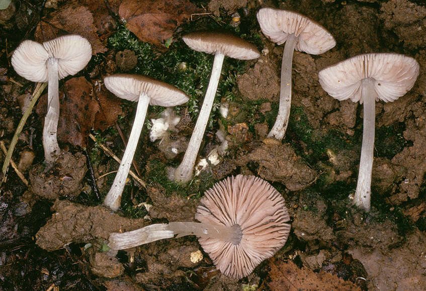 Image of Pluteus griseoluridus P. D. Orton 1984